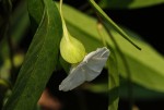 Aniseia martinicensis