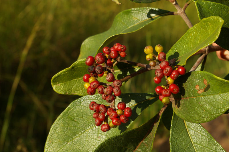 Psychotria eminiana var. eminiana Psychotria eminiana var. eminiana