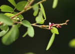 Grona ramosissima
