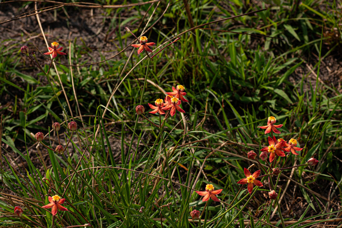 Stathmostelma pedunculatum