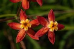 Stathmostelma pedunculatum