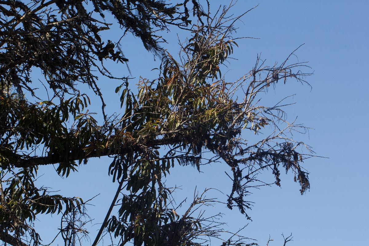 Agarista salicifolia Agarista salicifolia