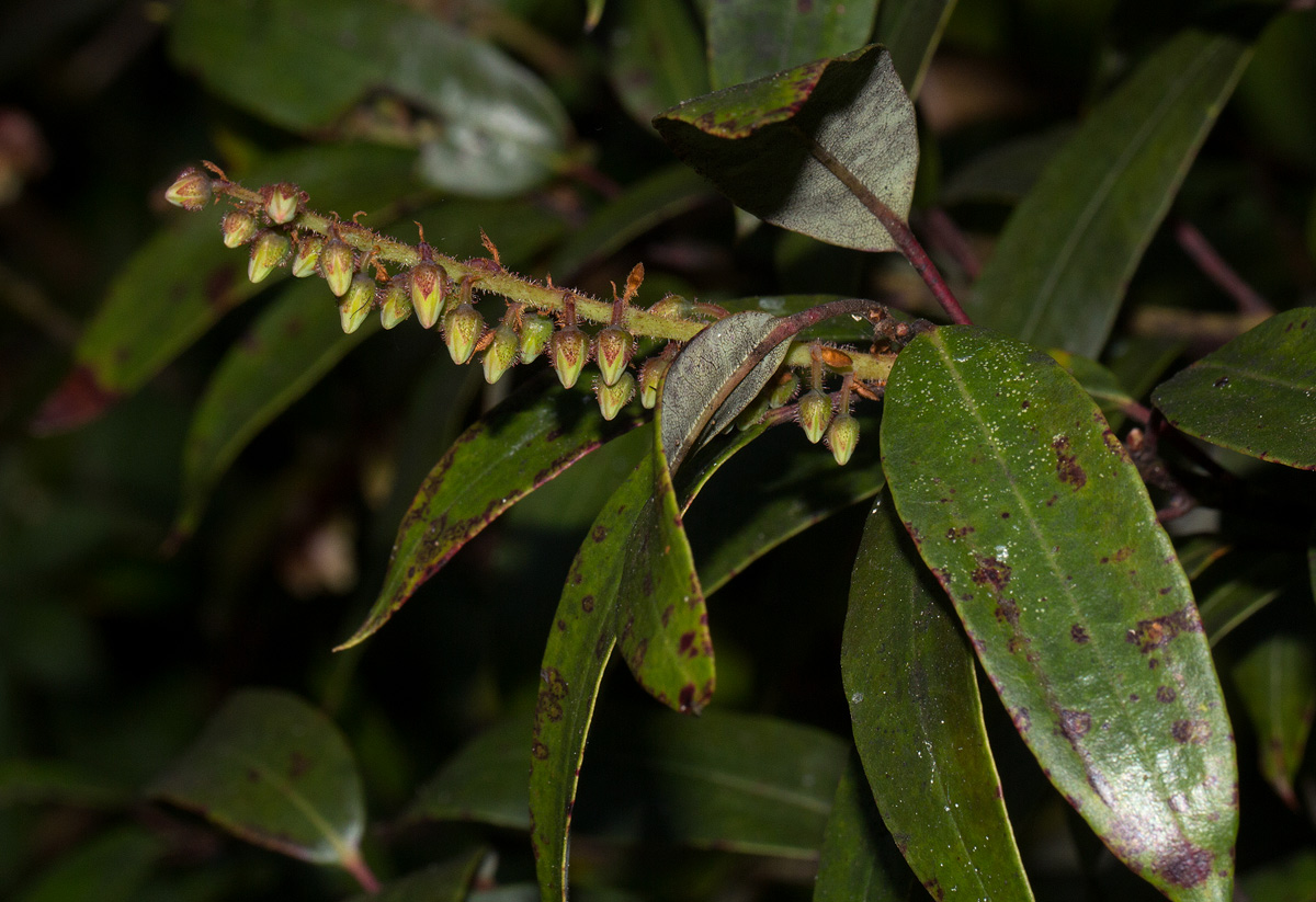 Agarista salicifolia Agarista salicifolia