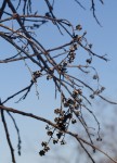 Agarista salicifolia