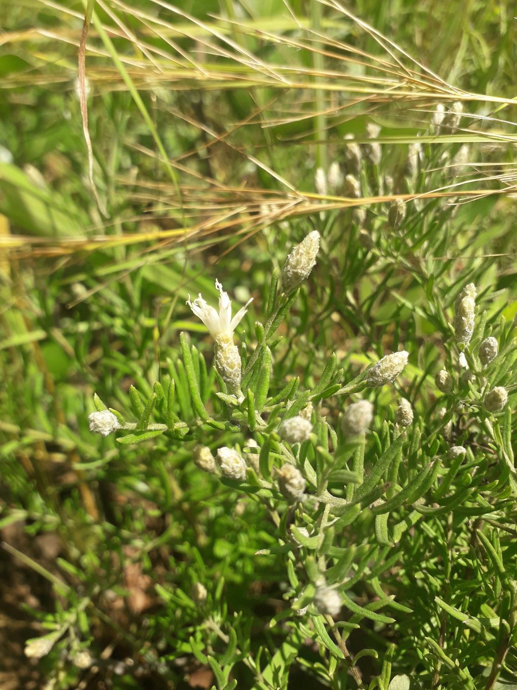 Vernonia stenocephala