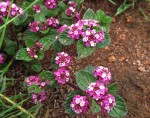 Lippia plicata