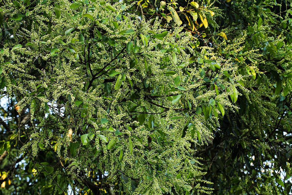 Homalium longystylum Homalium longystylum