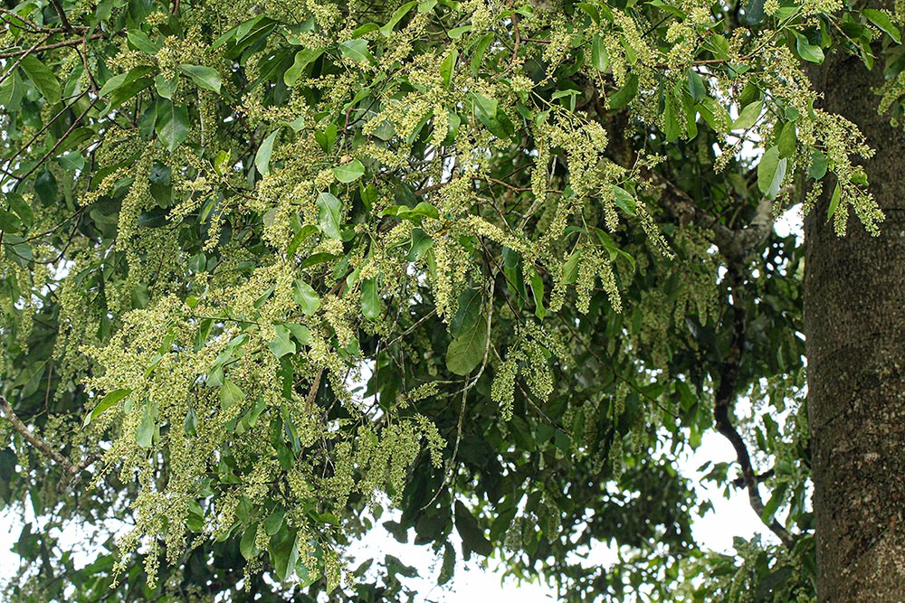 Homalium longystylum