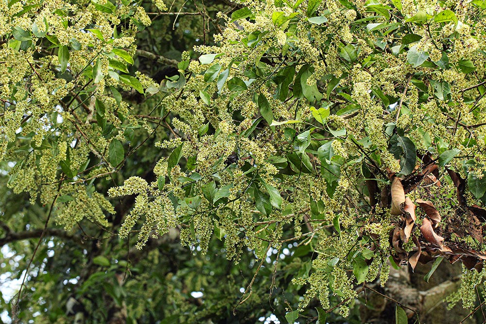 Homalium longystylum