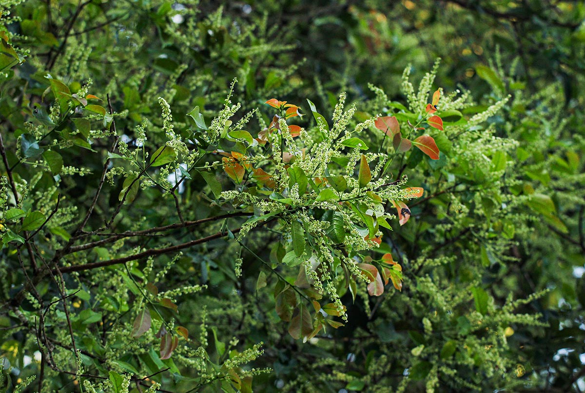 Homalium longystylum