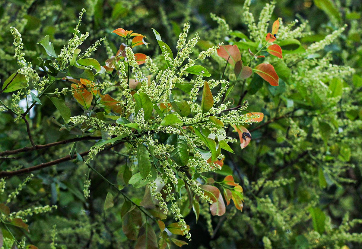 Homalium longystylum