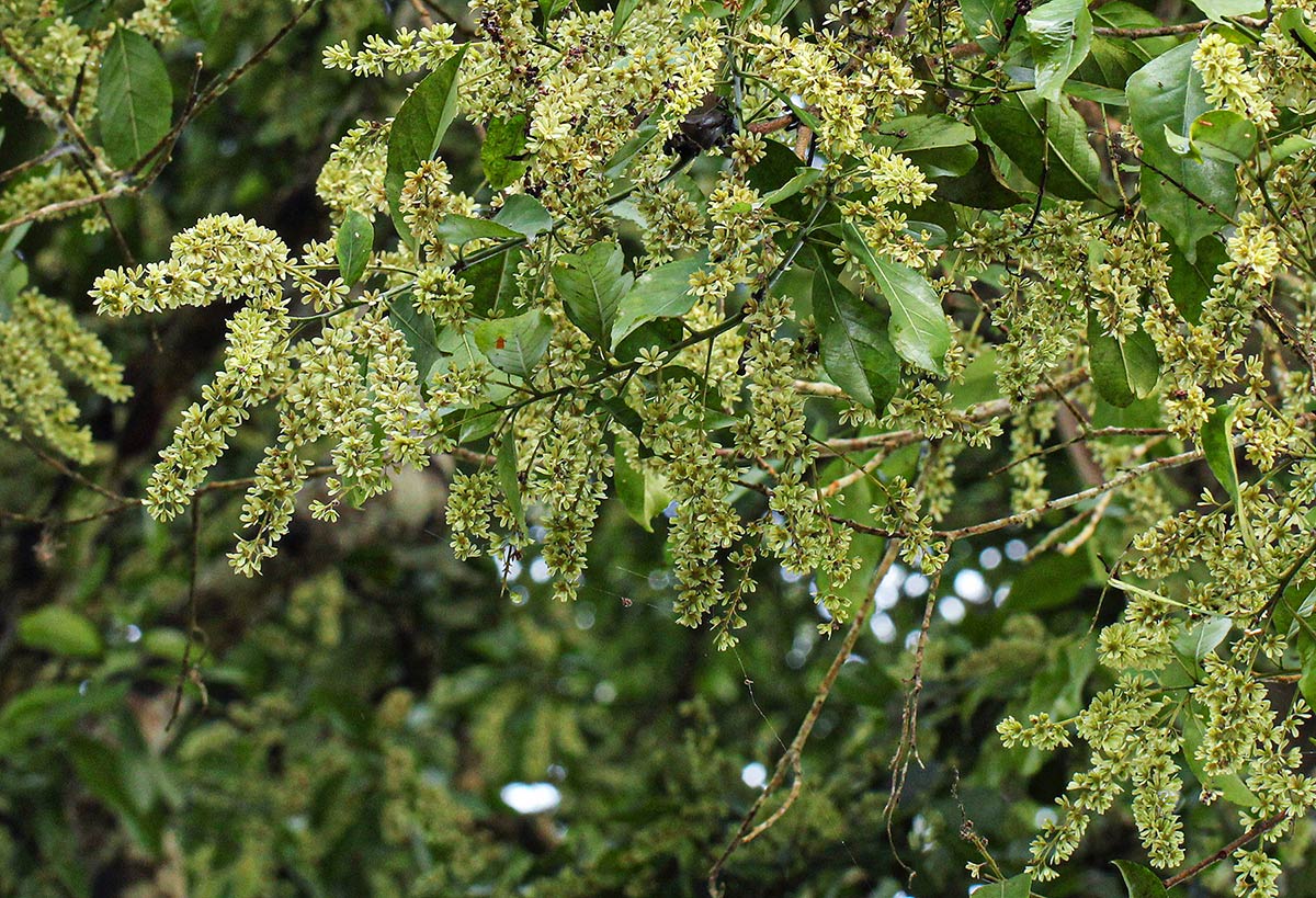 Homalium longystylum Homalium longystylum