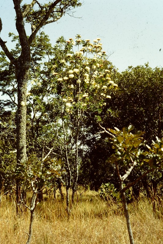 Protea rupestris Protea rupestris
