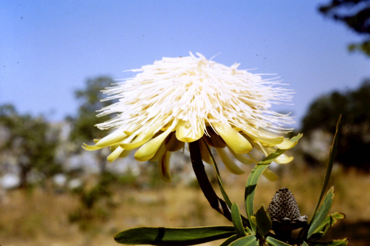 Protea rupestris Protea rupestris