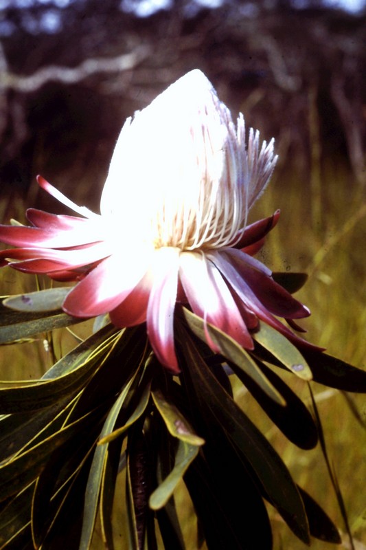 Protea rupestris Protea rupestris