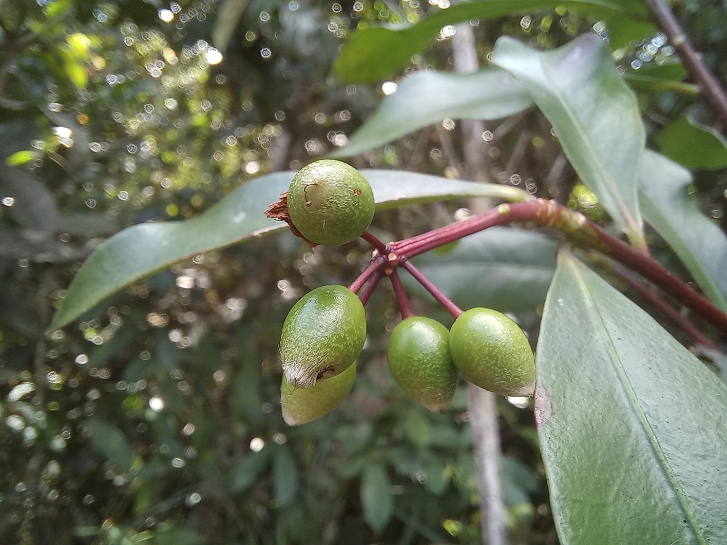 Peddiea fischeri Peddiea fischeri