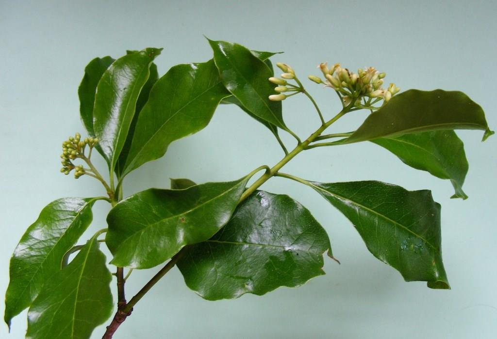 Peddiea fischeri