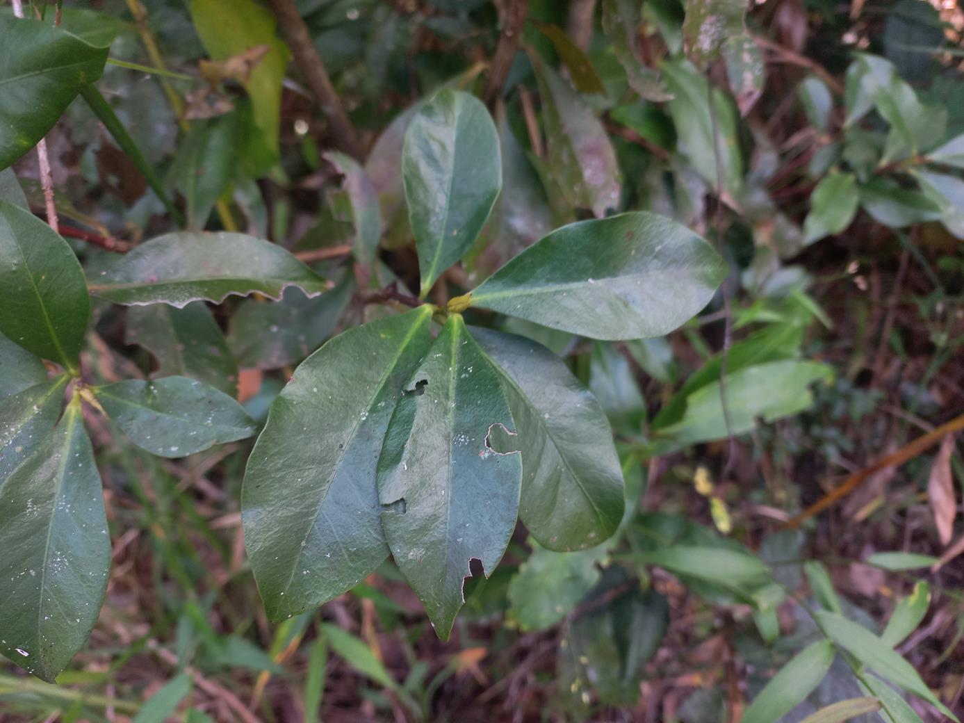 Peddiea fischeri