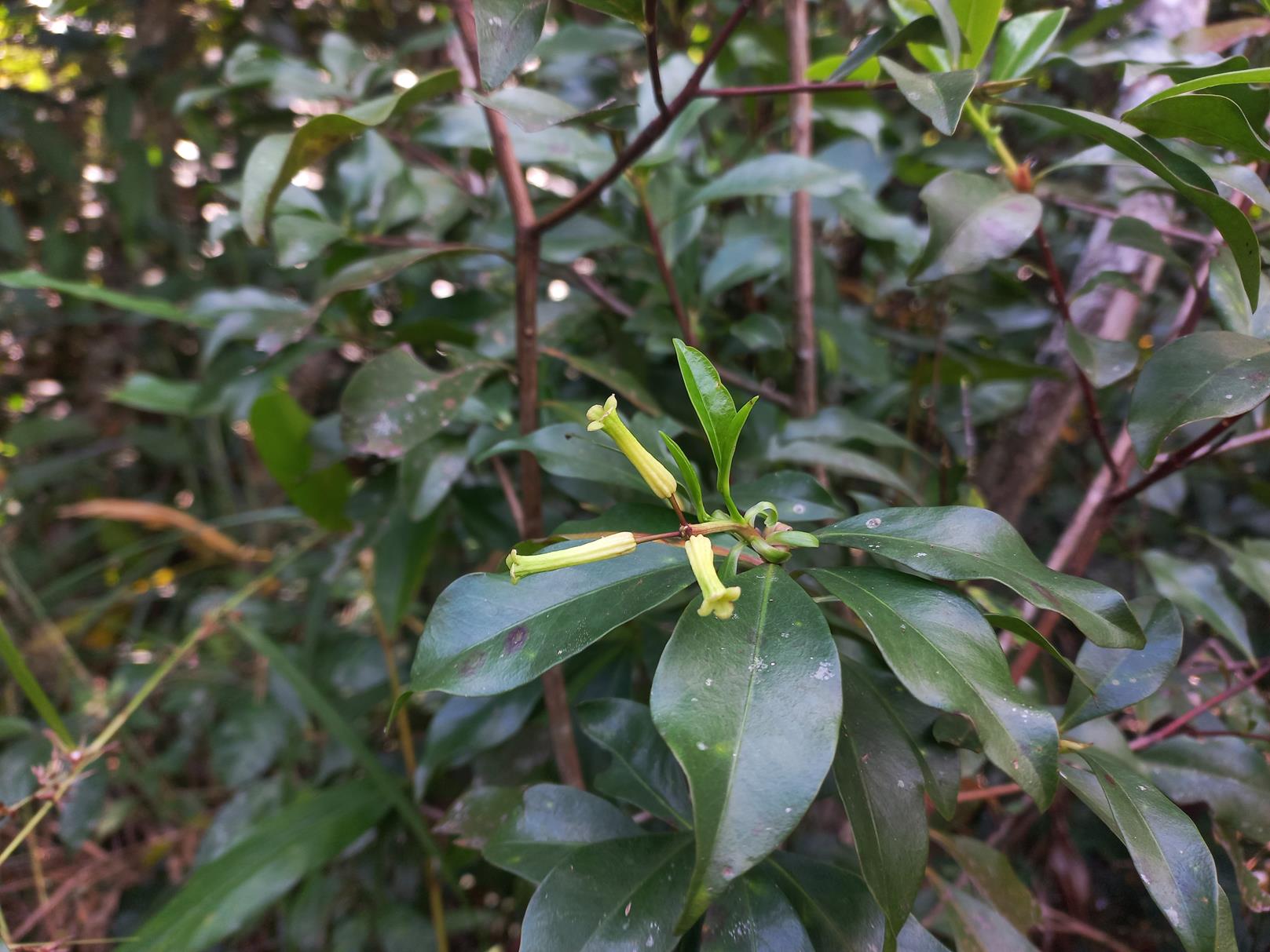 Peddiea fischeri Peddiea fischeri