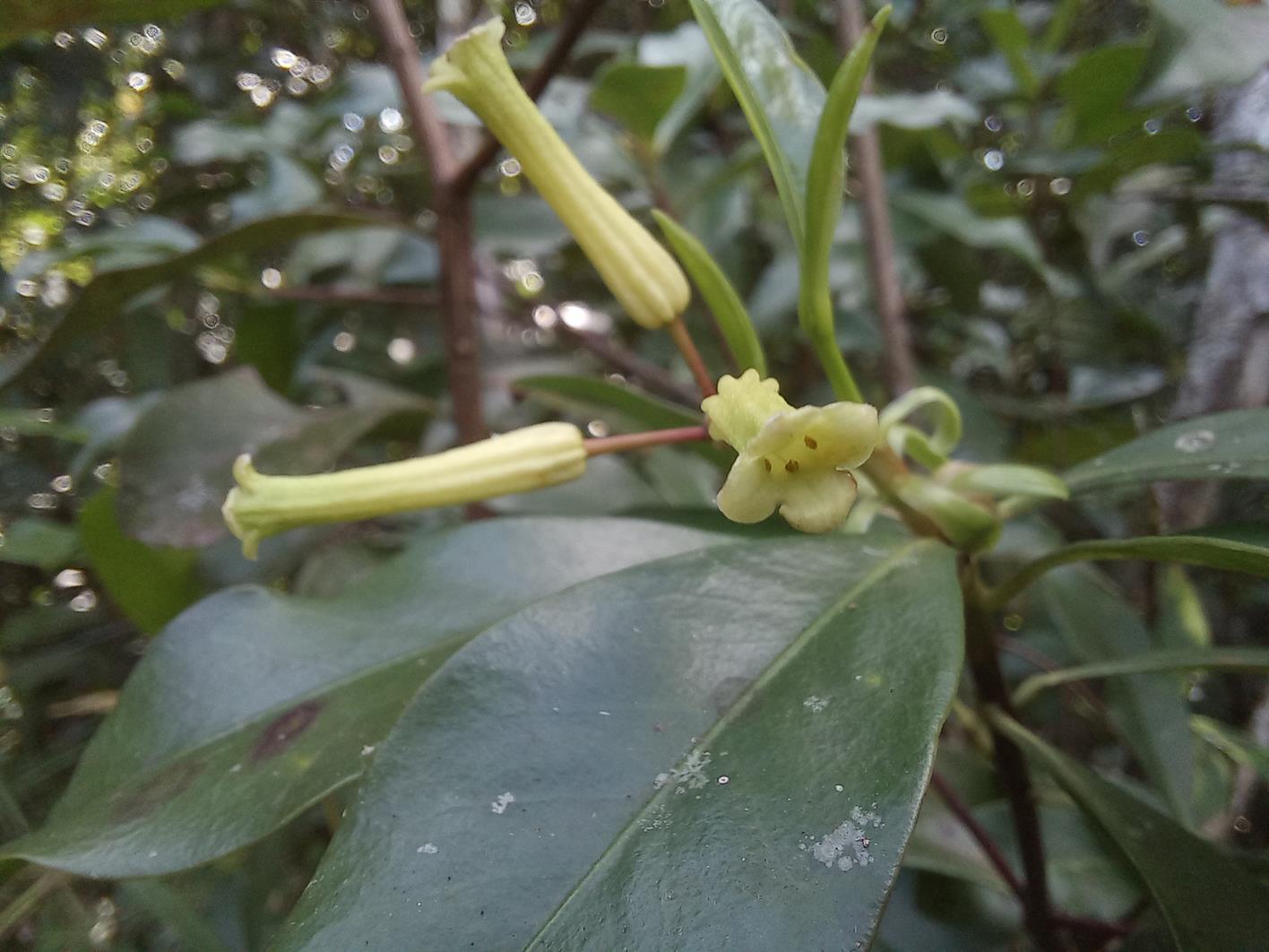 Peddiea fischeri