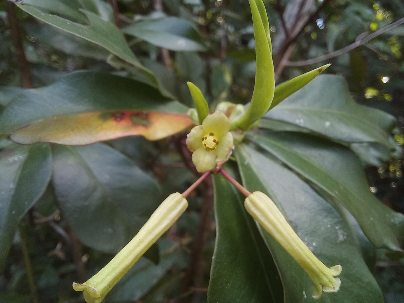 Peddiea fischeri Peddiea fischeri