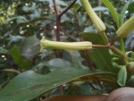 Peddiea fischeri