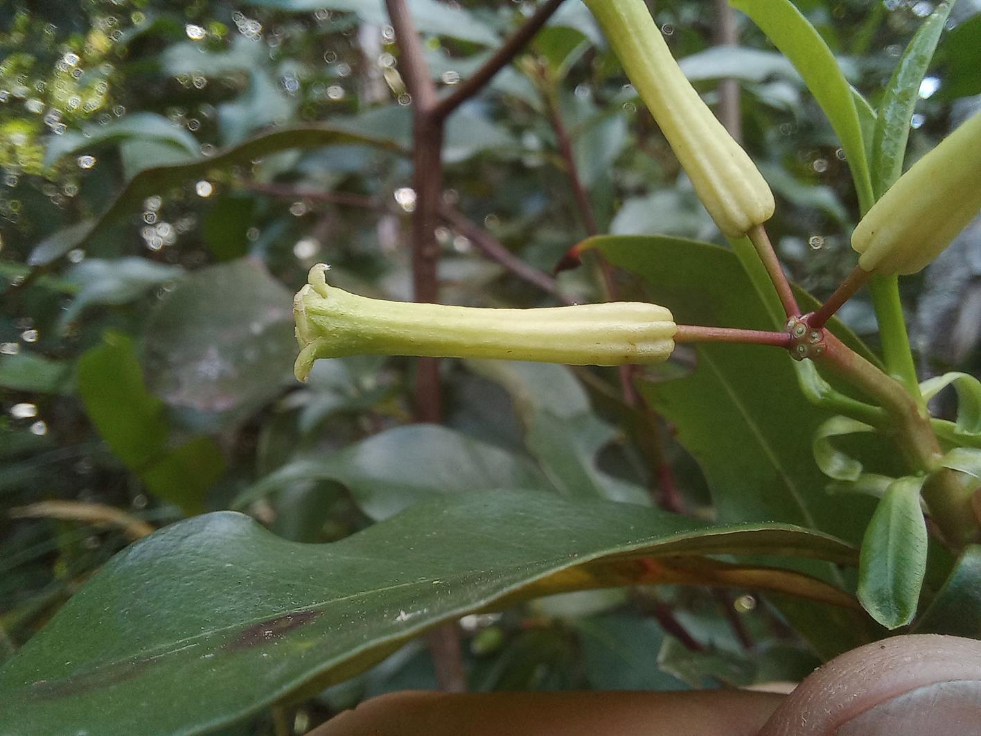 Peddiea fischeri Peddiea fischeri