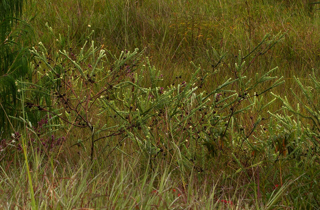 Gnidia mollis Gnidia mollis