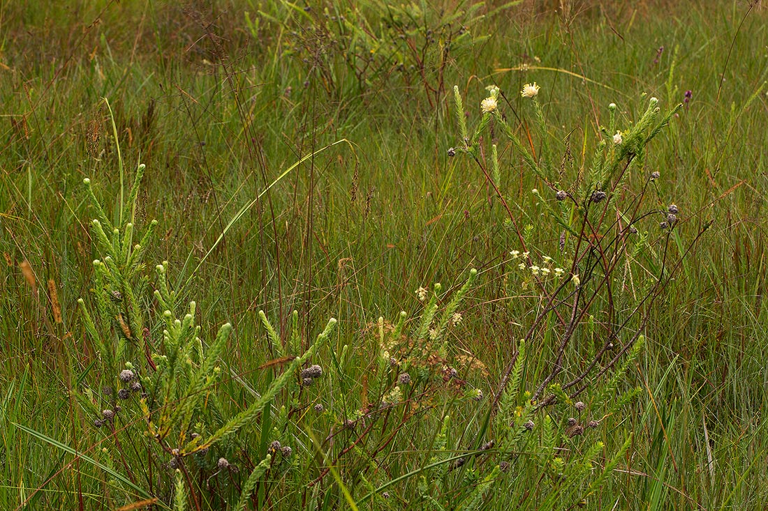 Gnidia mollis Gnidia mollis