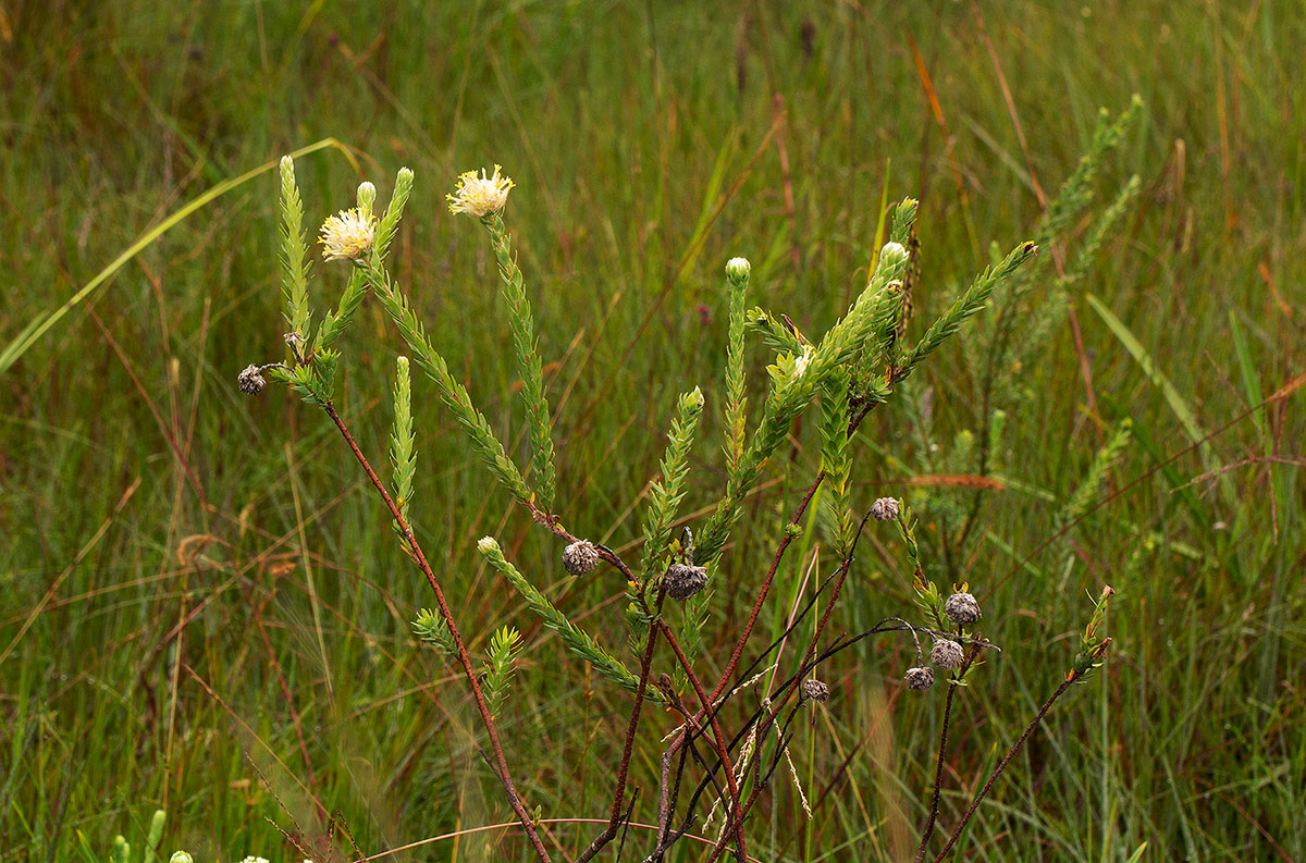 Gnidia mollis Gnidia mollis