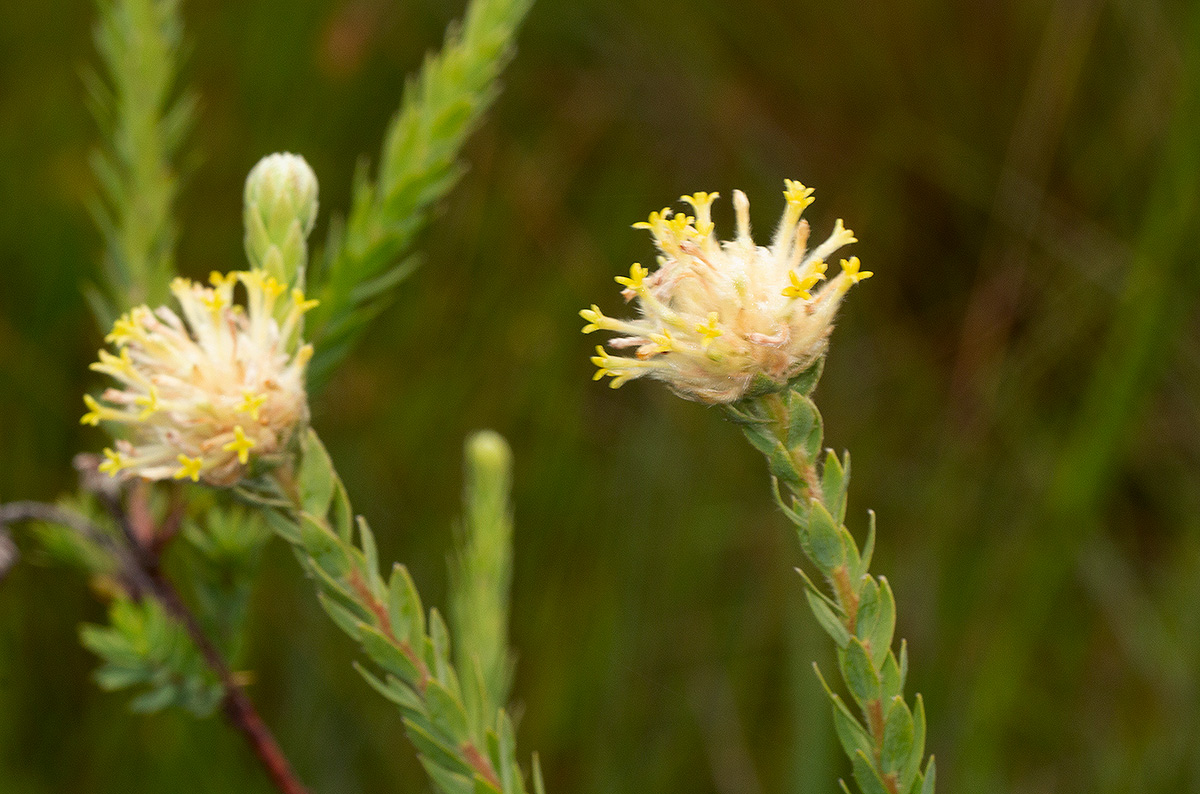 Gnidia mollis Gnidia mollis