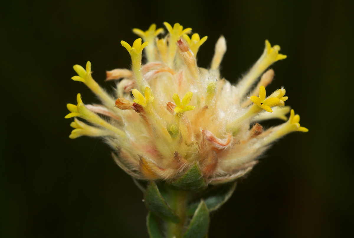 Gnidia mollis Gnidia mollis