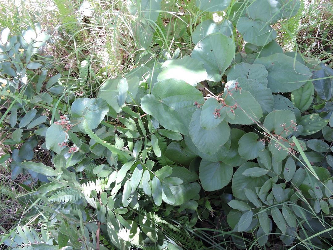 Cissus rubiginosa Cissus rubiginosa