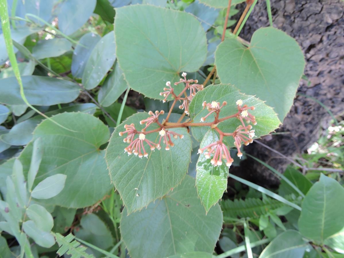 Cissus rubiginosa Cissus rubiginosa