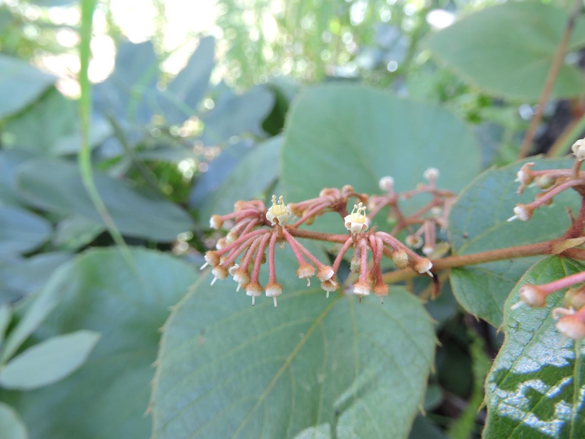 Cissus rubiginosa Cissus rubiginosa