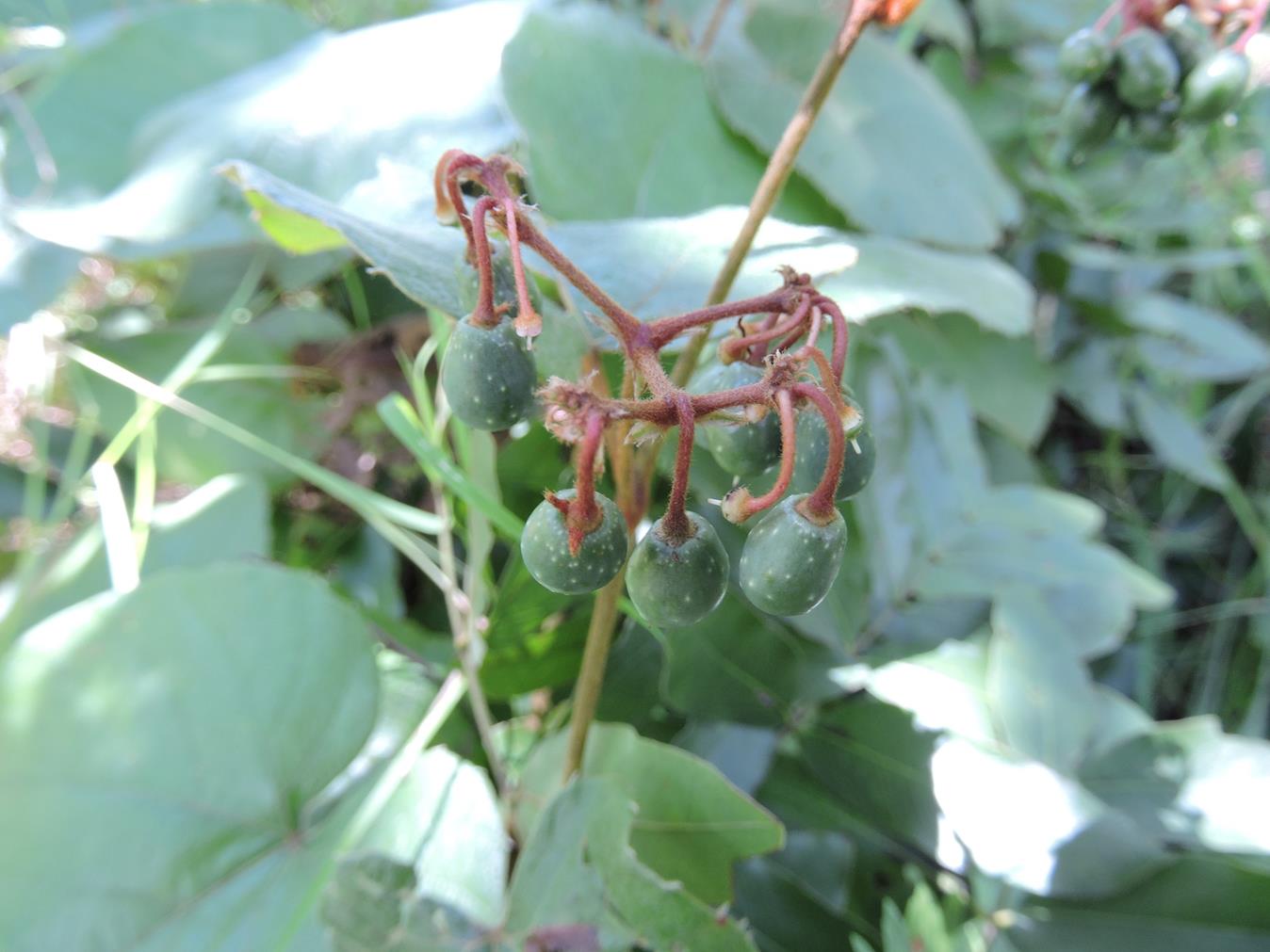 Cissus rubiginosa Cissus rubiginosa