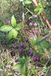 Cissus aralioides