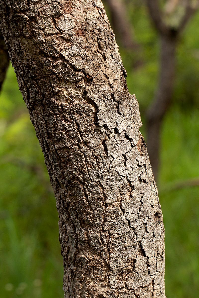 Monotes africanus Monotes africanus