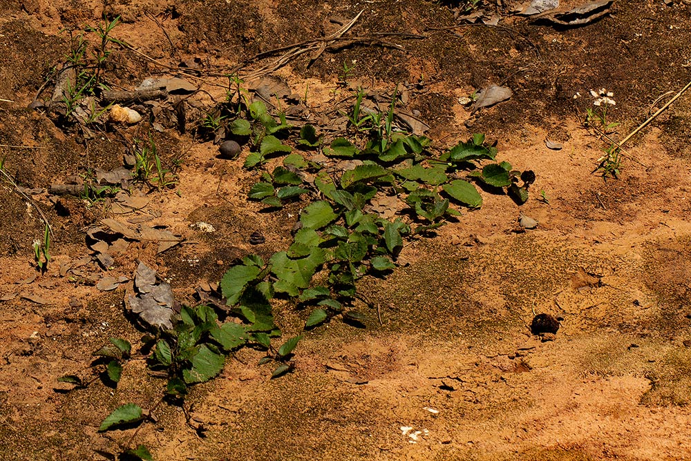 Triumfetta glechomoides Triumfetta glechomoides