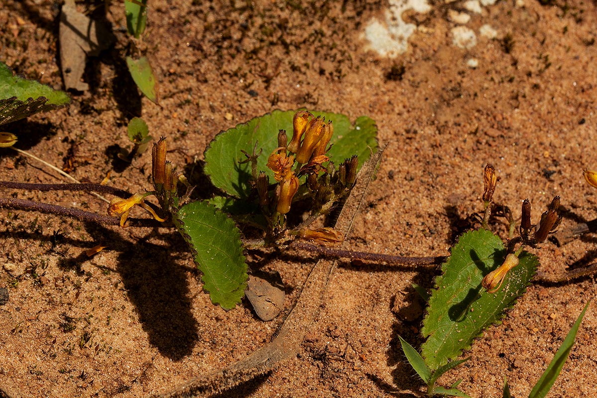 Triumfetta glechomoides Triumfetta glechomoides