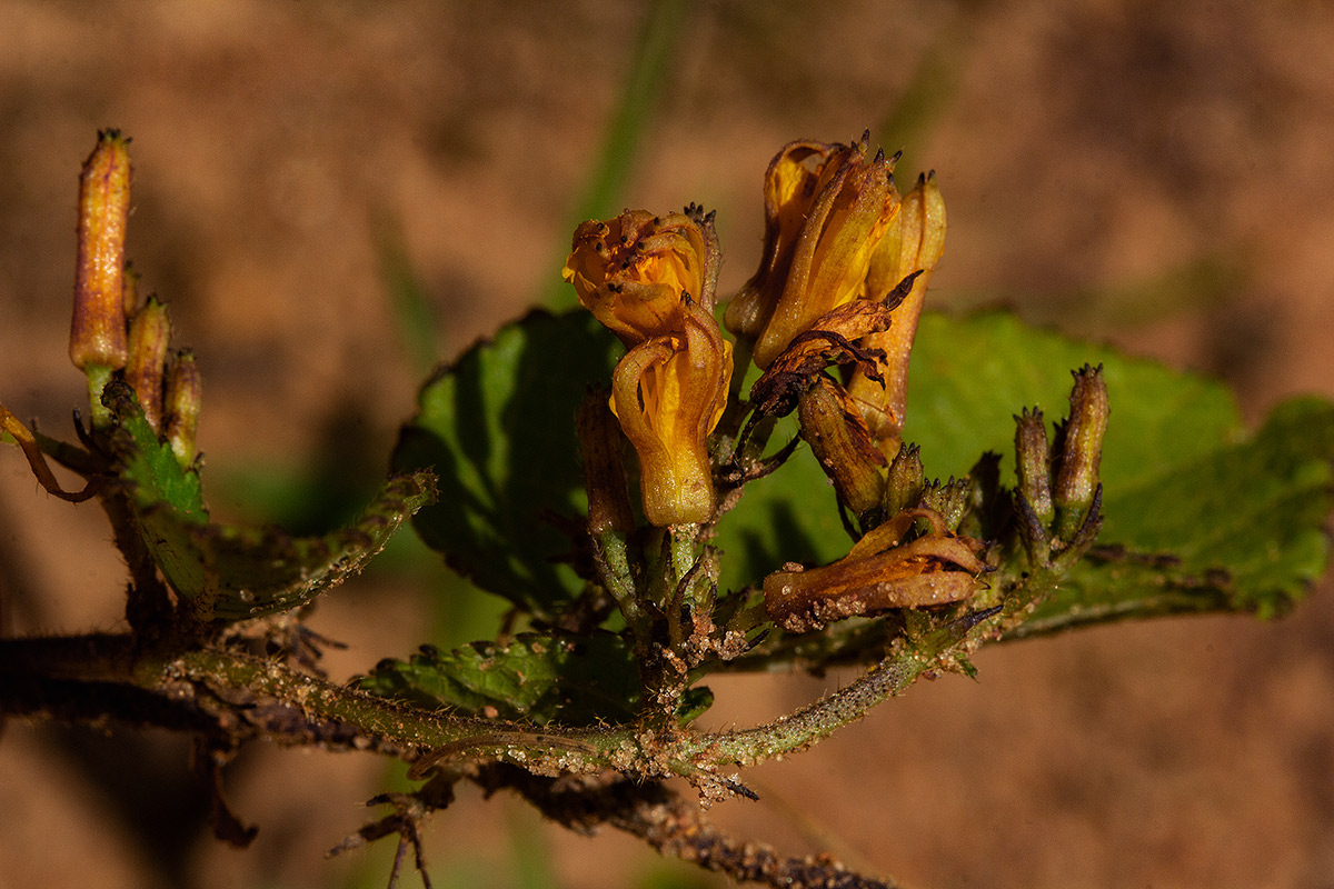 Triumfetta glechomoides Triumfetta glechomoides