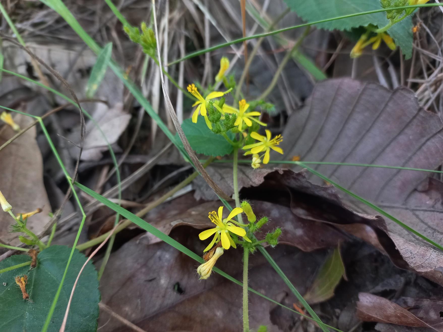 Triumfetta glechomoides