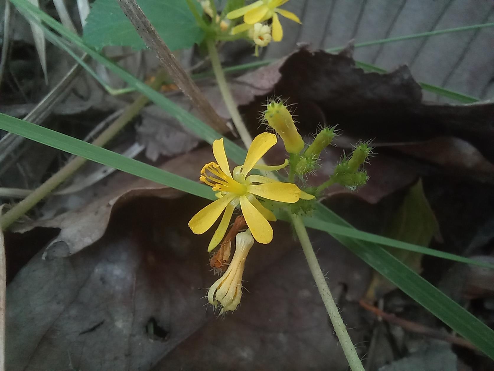 Triumfetta glechomoides