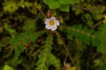 Biophytum helenae