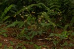 Biophytum helenae