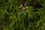 Biophytum helenae