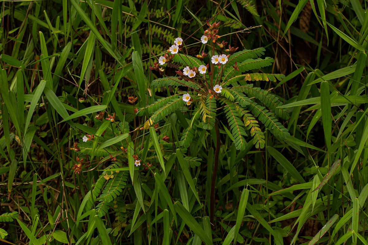 Biophytum helenae