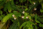 Biophytum helenae