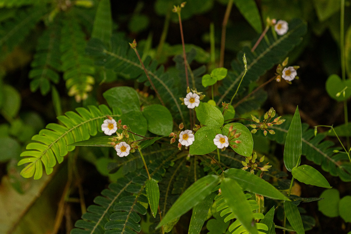 Biophytum helenae
