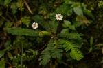 Biophytum helenae